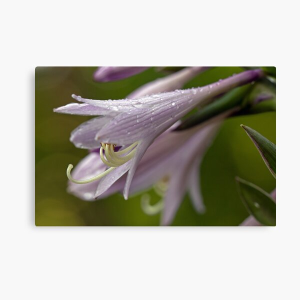 Quenching My Thirst Canvas Print