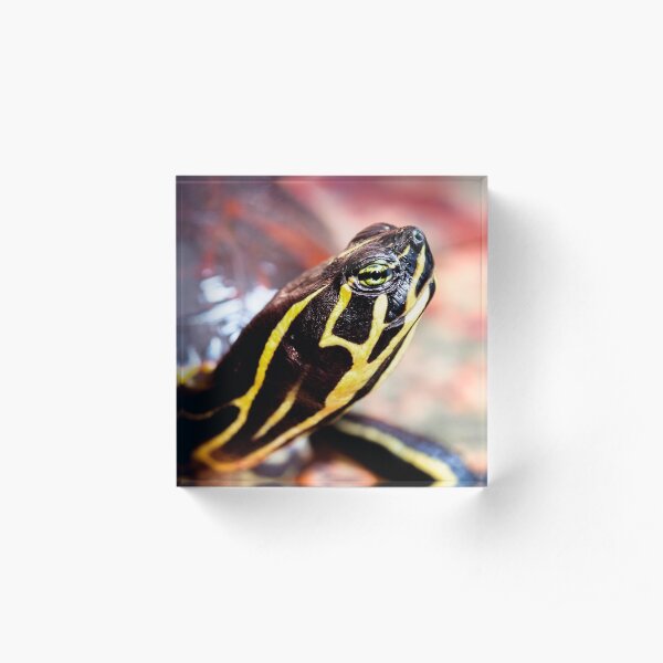Yellow Bellied Slider Acrylic Block