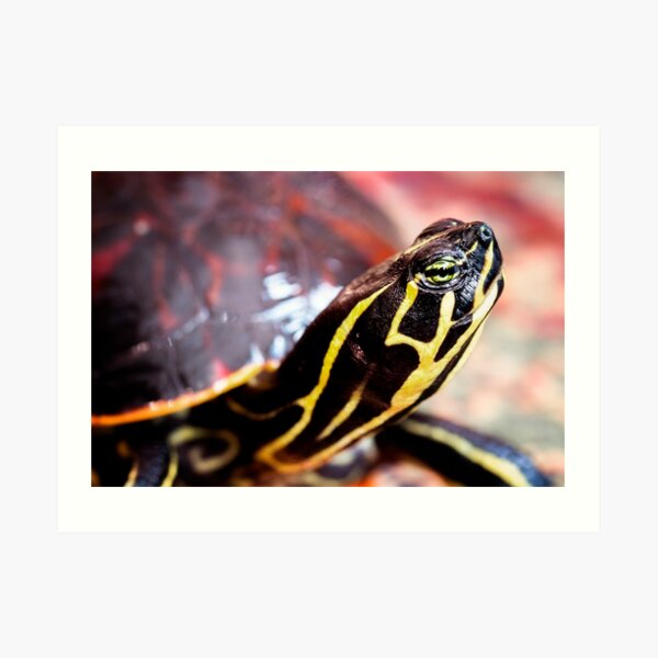 Yellow Bellied Slider Art Print