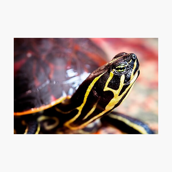 Item preview, Yellow Bellied Slider designed and sold by heidiannemorris.
