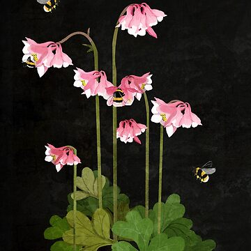 Artwork thumbnail, Pink Aquilegia by katherineblower