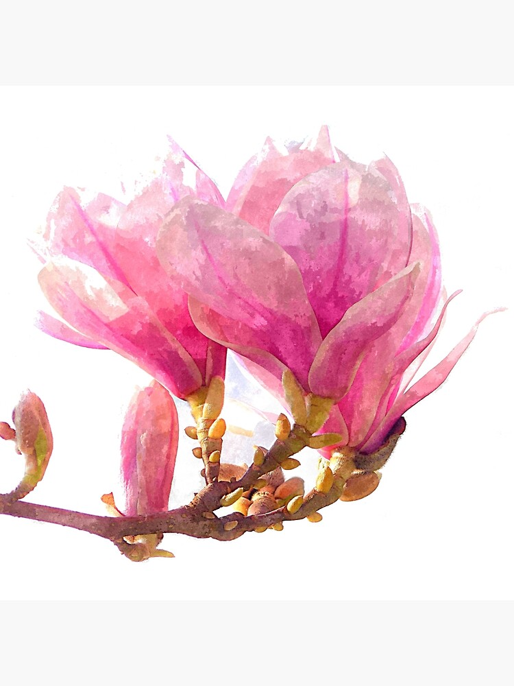 Bolsa de tela «Flor rosada de la magnolia, arte floral de la acuarela» de  ArtAsPassion | Redbubble