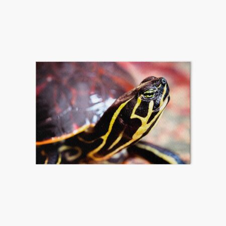 Yellow Bellied Slider Art Board Print