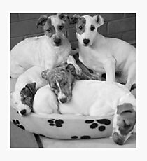puppies Photographic Print