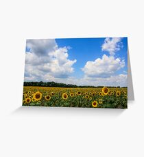Sunflower Fields Forever Grußkarte
