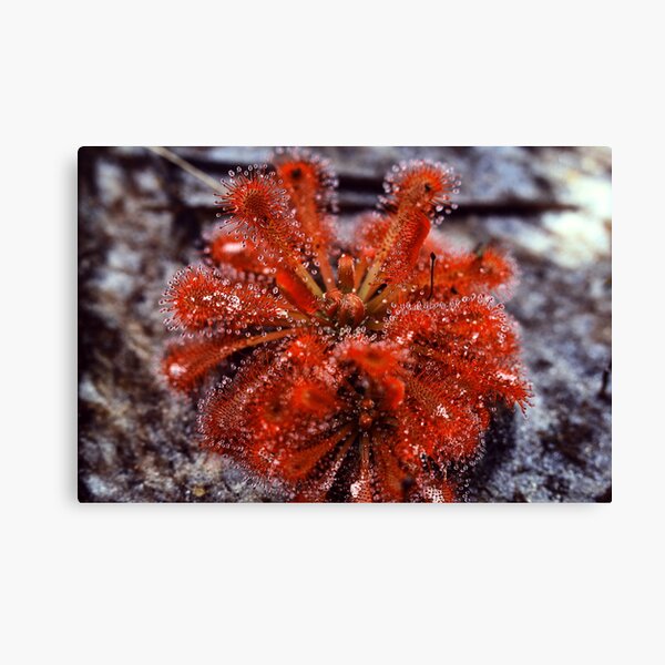 Item preview, Drosera spatulata designed and sold by andrachne.