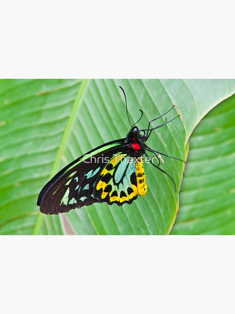 "Male CairnsBirdwing Butterfly" Poster for Sale by CrackersUK Redbubble