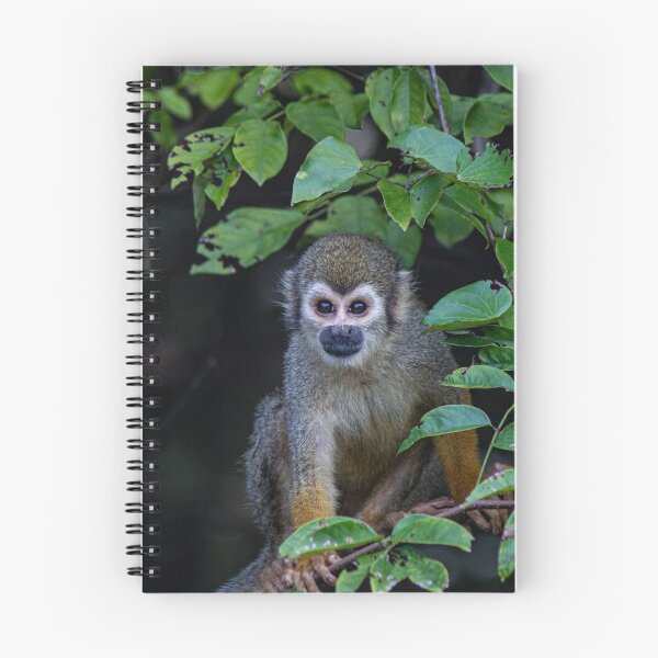 Item preview, Monkey in Amazon Rain Forest on Brazil designed and sold by Guarany.