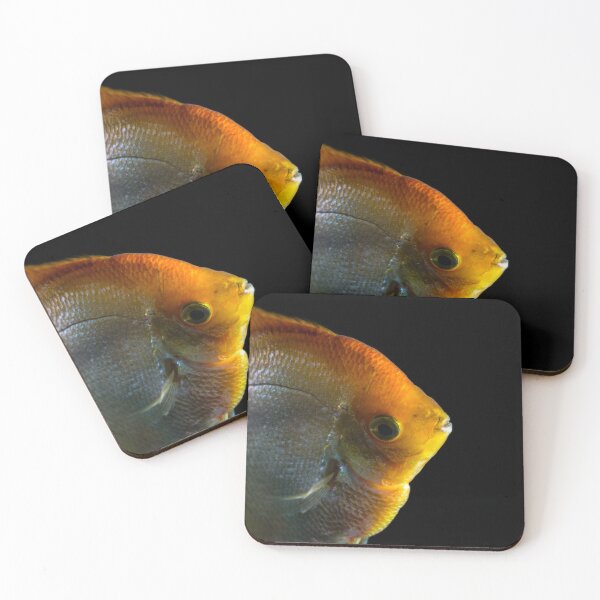 Item preview, Pterophyllum Scalare yellow tropical fish animal isolated on black background designed and sold by Grégory DUBUS.