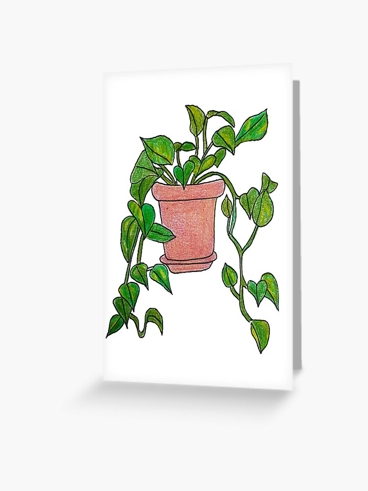 Featured image of post Golden Pothos Plant Drawing Here is a full post about how to care for pothos plants if you like