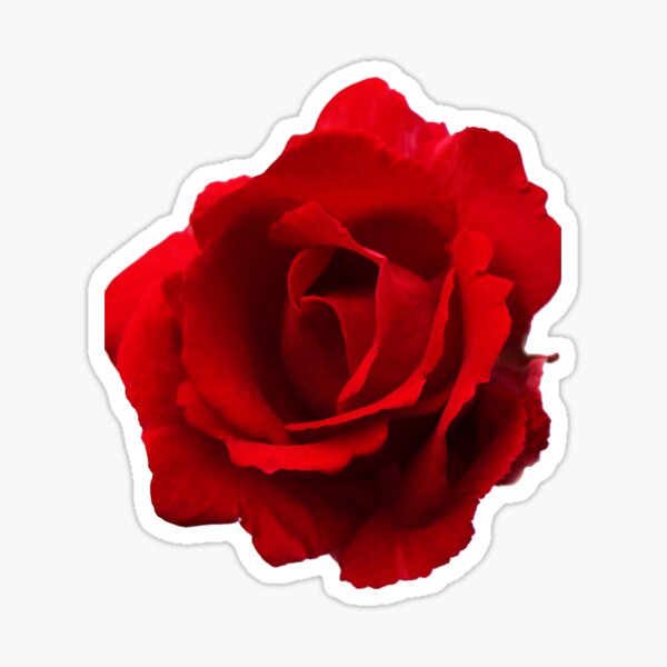 Red Rose Sticker