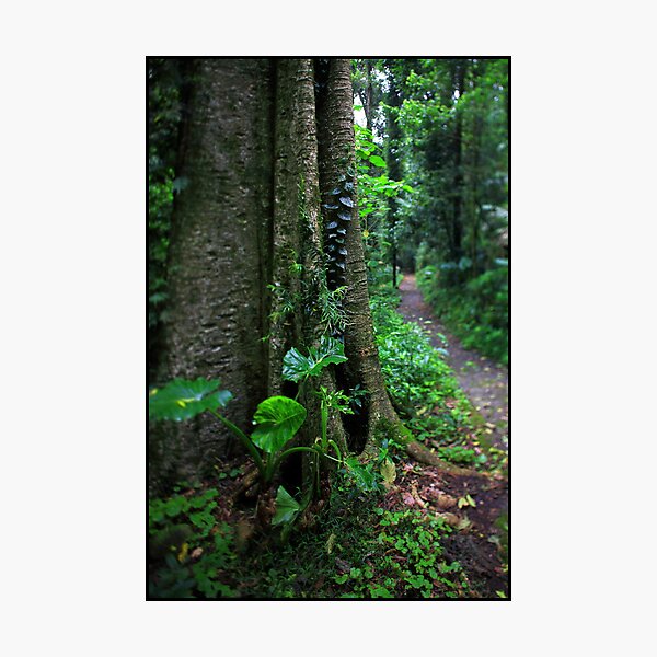 Delicate Photographic Print