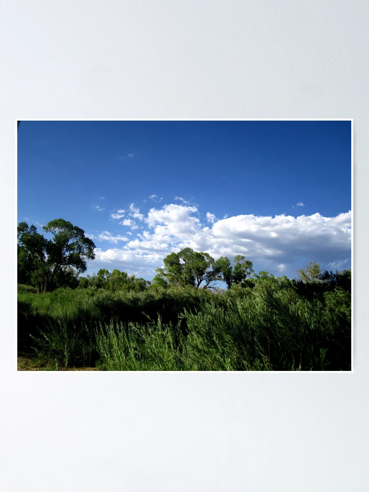Thumbnail 1 of 3, Poster, Windblown designed and sold by MARILYN DIAZ.