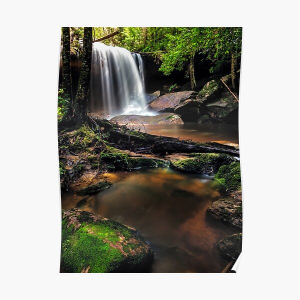 Untidy Forest Poster