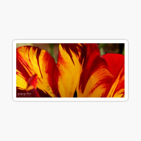 Tulip Abstract Watercolor Sticker