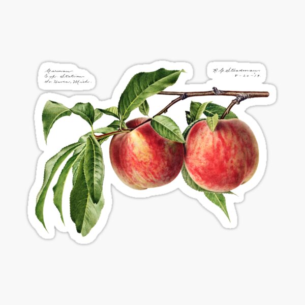Vintage Botanical Illustration of Peaches (1919) Sticker