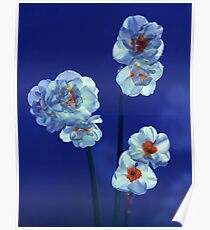 Daffodils Poster