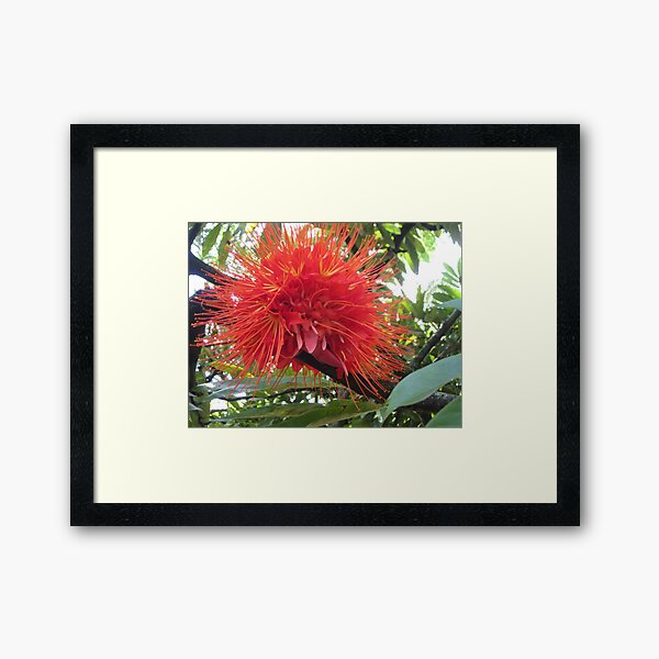 Strange and beautiful flower Framed Art Print