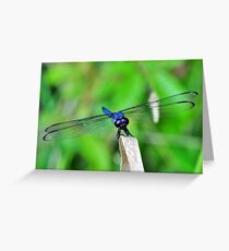 Slaty Skimmer Dragonfly Greeting Card