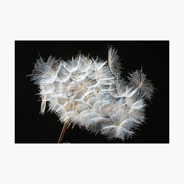 coherence is only transient Photographic Print