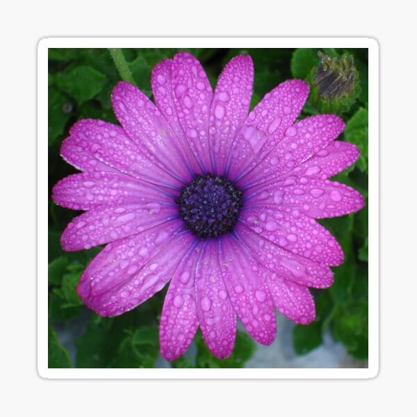 Purple African Daisy with Raindrops Sticker
