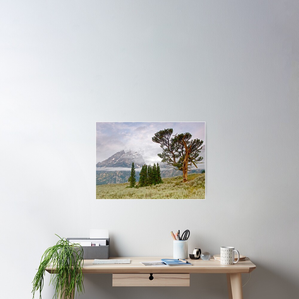 Patriarch Tree and Ribbon Cloud, Grand Teton National Park Poster