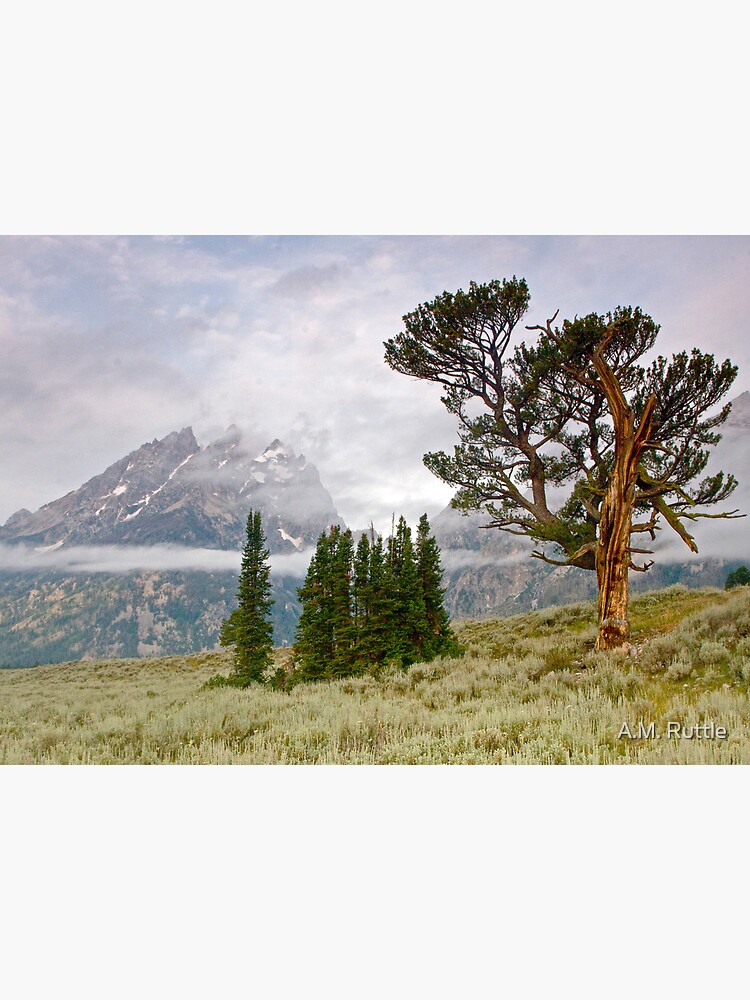 Patriarch Tree and Ribbon Cloud, Grand Teton National Park by annruttle