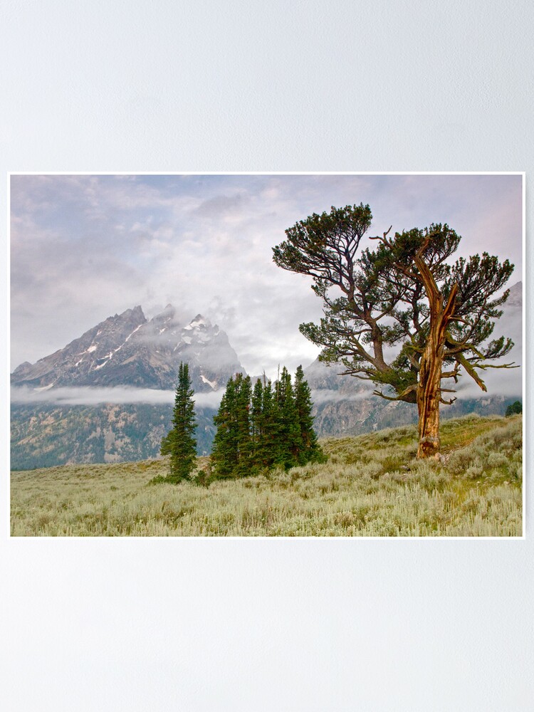 Alternate view of Patriarch Tree and Ribbon Cloud, Grand Teton National Park Poster