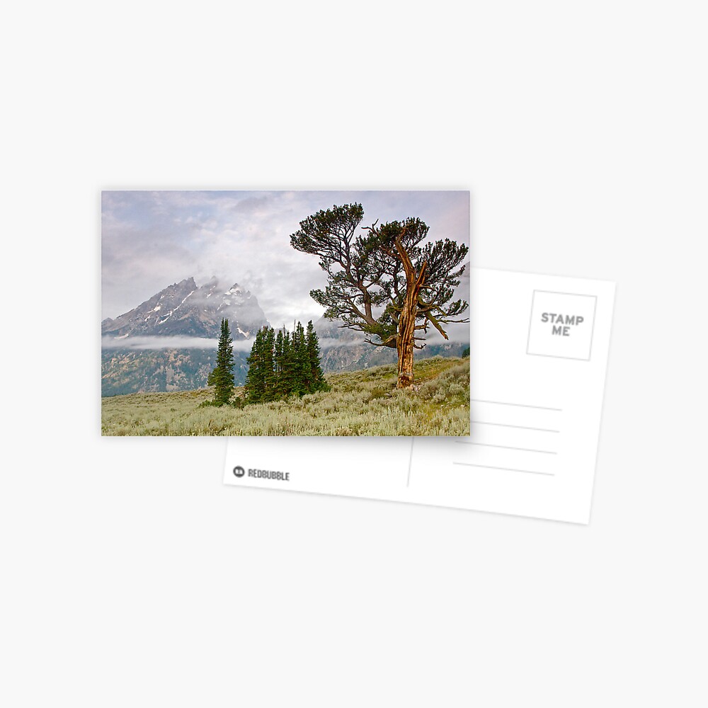 Patriarch Tree and Ribbon Cloud, Grand Teton National Park Postcard
