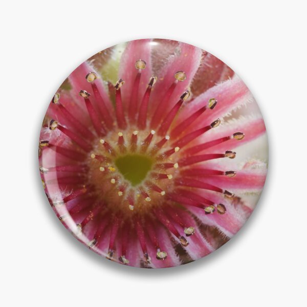 Item preview, Sempervivum  'Bernstein'  Houseleek   designed and sold by Chris Burrows.