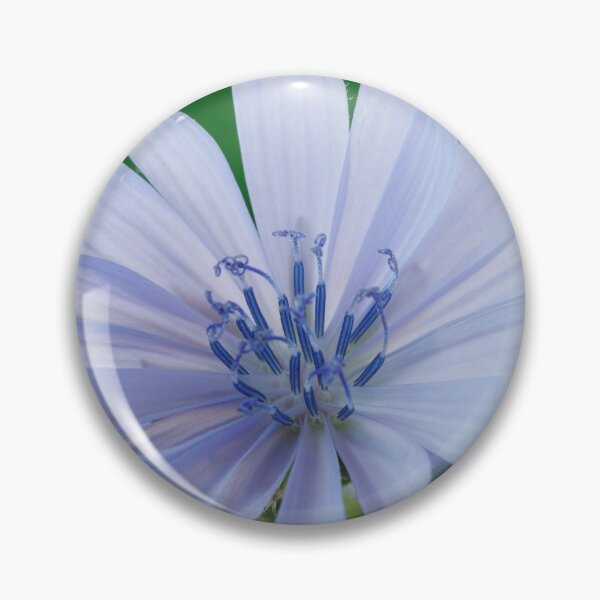 Item preview, Cichorium intybus Chicory designed and sold by Chris Burrows.