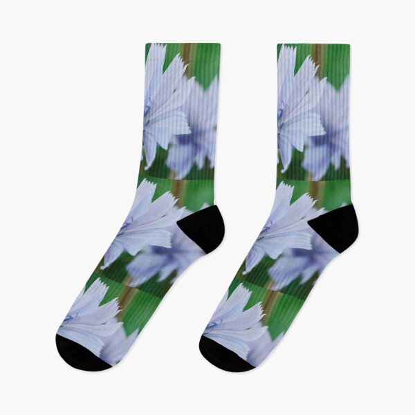 Item preview, Cichorium intybus  Chicory   designed and sold by Chris Burrows.
