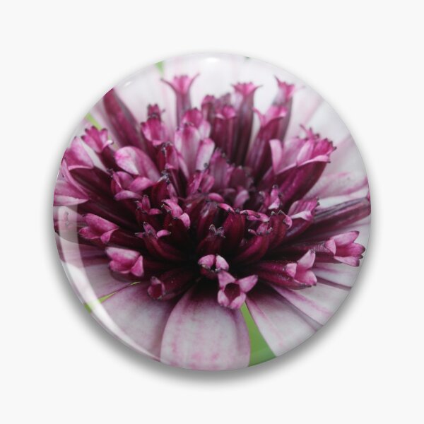Item preview, Osteospermum  Flower Power Double Series  Double berry white   designed and sold by Chris Burrows.