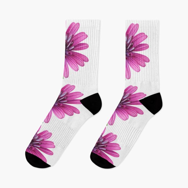 Item preview, Osteospermum  Flower Power Double Series  Double berry purple  designed and sold by Chris Burrows.