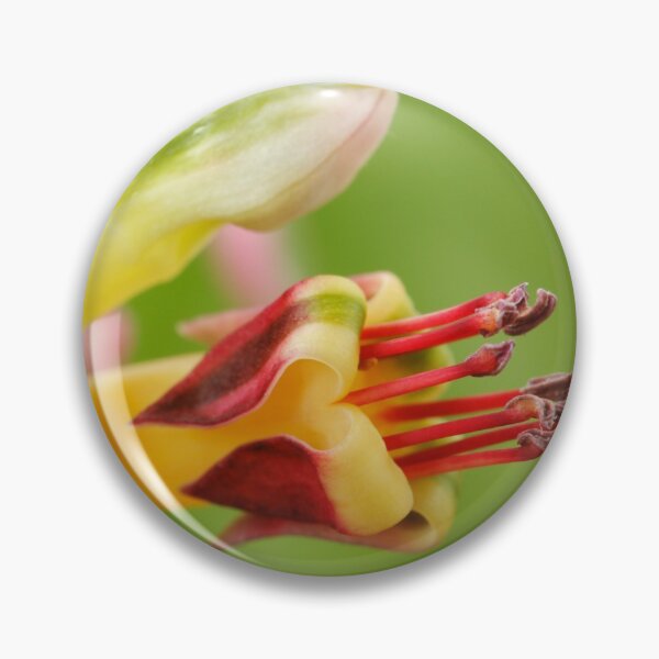 Aperçu de l'œuvre Fuchsia procumbens 'Wirral' Aussi connu sous le nom de 'Variegata' et 'Argentea' créée et vendue par Chris Burrows.