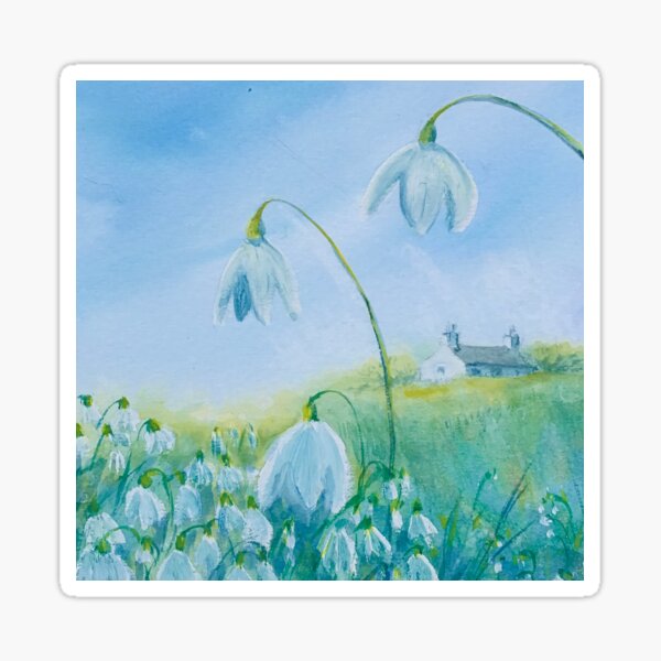 Snowdrops in Shetland Sticker