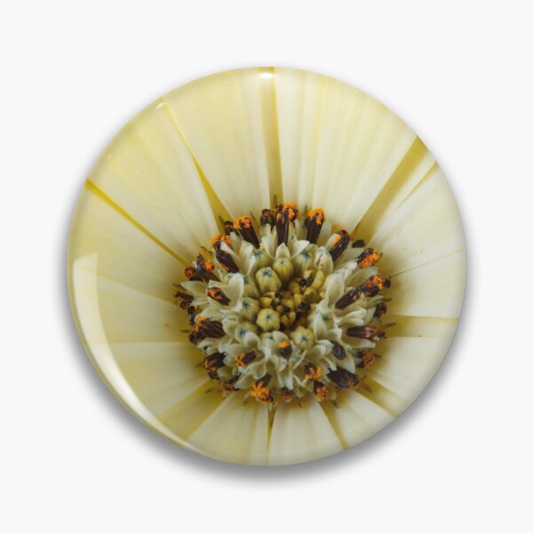 Artikelvorschau, Osteospermum Serenity Lemonade = 'Balserlem' Serenity Serie entworfen und verkauft von Chris Burrows.