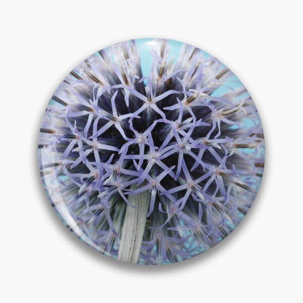 Item preview, Echinops bannaticus  'Blue Globe'  Globe thistle designed and sold by Chris Burrows.