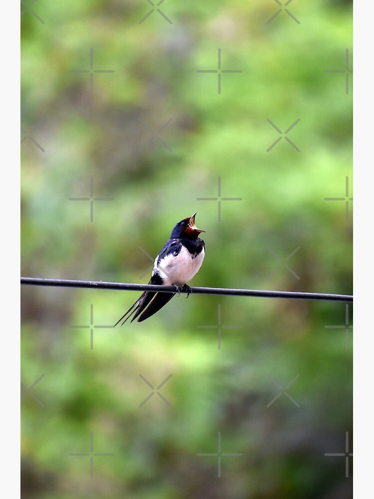 "Barn Swallow Bird, Thessaloniki, Greece" Poster for Sale by madbean