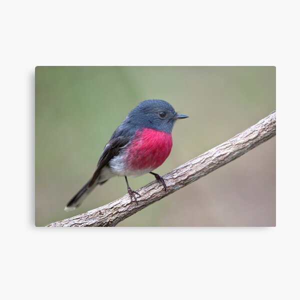 Rose Robin #2 Metal Print