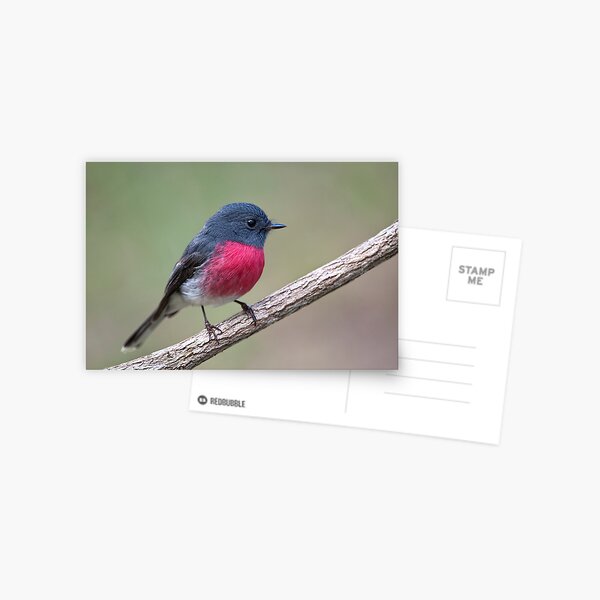 Rose Robin #2 Postcard