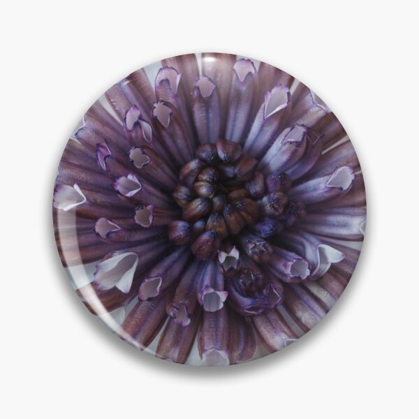 Item preview, Osteospermum  Flower Power Double Series  Double White   designed and sold by Chris Burrows.