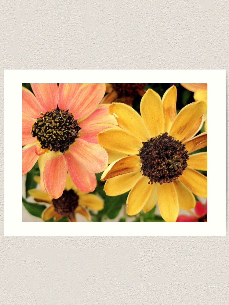 Alternate view of Daisies Art Print