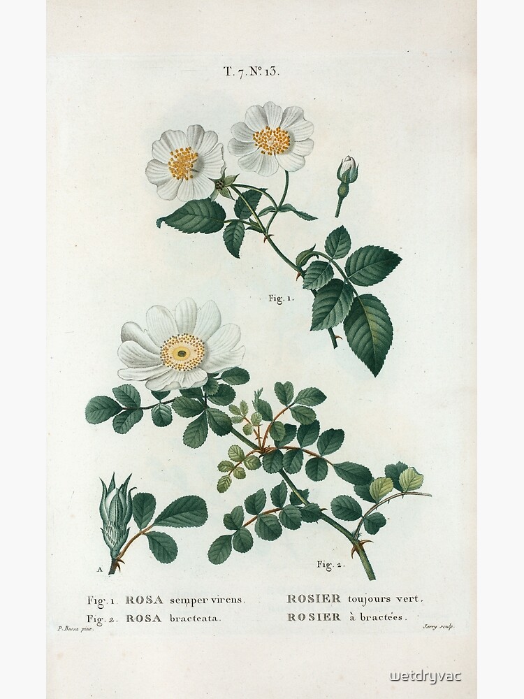Traité des Arbres et Arbustes 0188 Fig 1 Rosa semper virens Rosier toujours vert Fig 2 Rosa bracteata rosier à bractées Ever green rose Macartney ros by wetdryvac