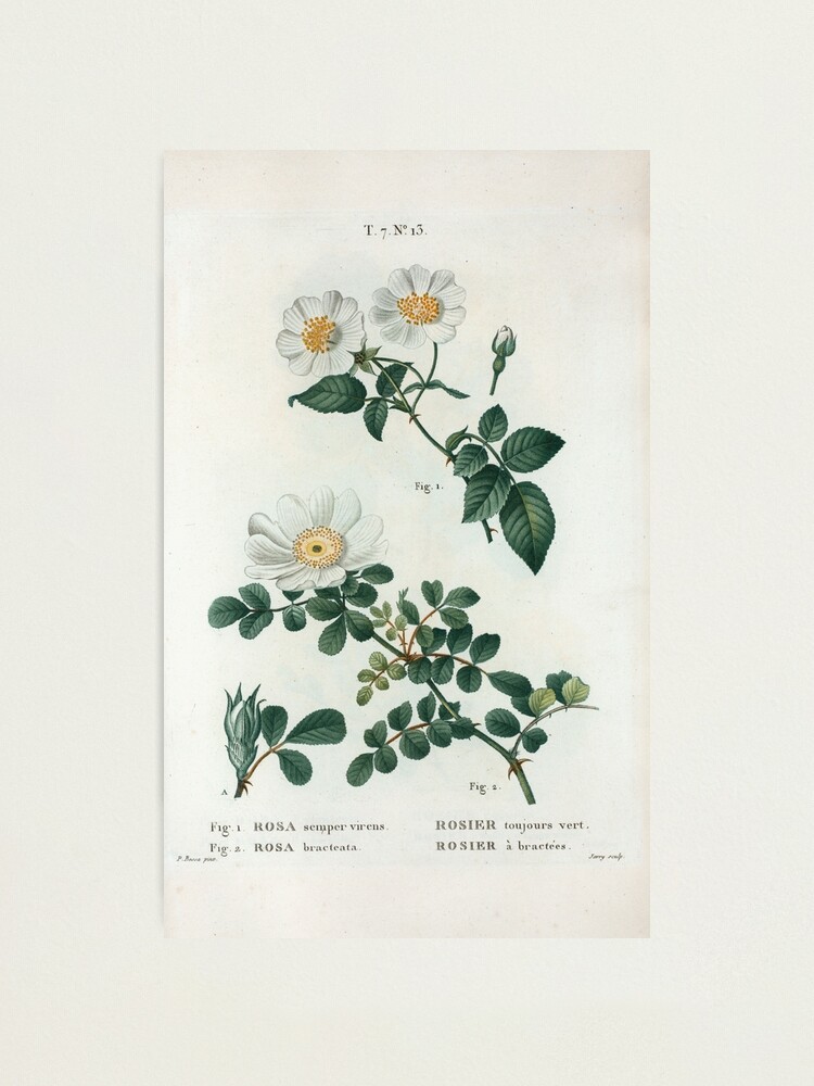 Alternate view of Traité des Arbres et Arbustes 0188 Fig 1 Rosa semper virens Rosier toujours vert Fig 2 Rosa bracteata rosier à bractées Ever green rose Macartney ros Photographic Print