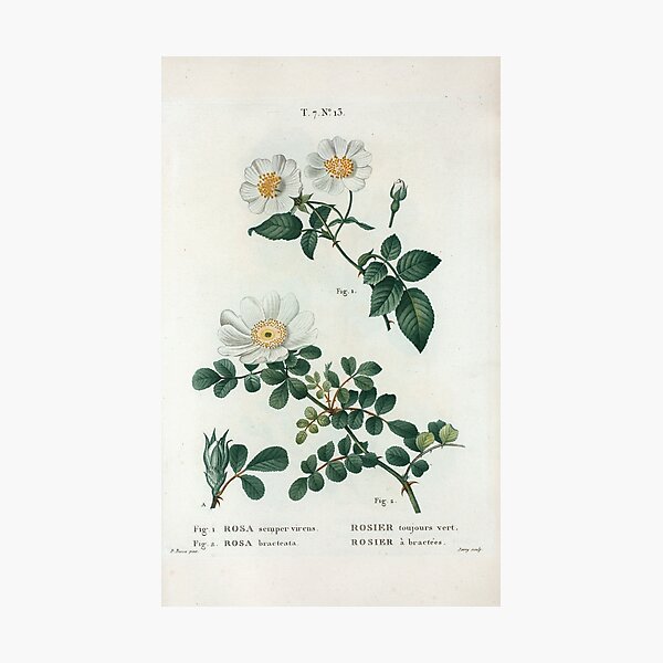 Traité des Arbres et Arbustes 0188 Fig 1 Rosa semper virens Rosier toujours vert Fig 2 Rosa bracteata rosier à bractées Ever green rose Macartney ros Photographic Print