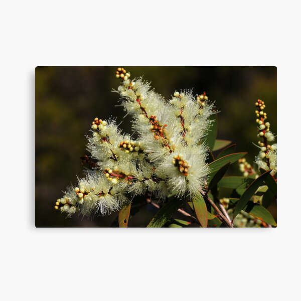 Item preview, Melaleuca quinquenervia designed and sold by andrachne.