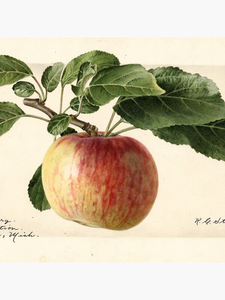 Vintage Oldenburg Apples Print by douglasewelch