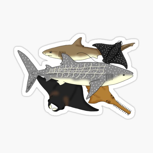 Item preview, Elasmobranchs designed and sold by sharkbait83.
