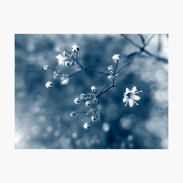 Baby's breath_01 Photographic Print